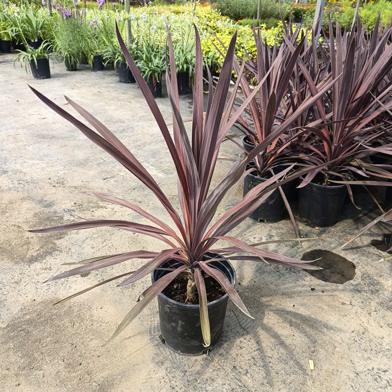 澳洲朱蕉盆栽红巨人大苗室内观赏庭院花镜造景植物多年生花卉包邮