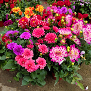 小丽花盆栽重瓣大丽花花苗阳台庭院开花植物带花多年生宿根花期长