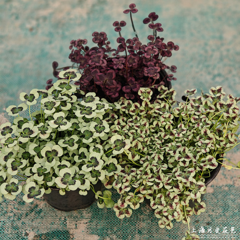 三叶草盆栽车轴草苗庭院阳台植物