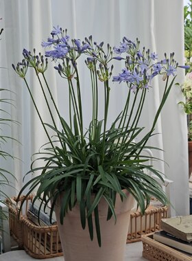 蓝色百子莲盆栽花园庭院夏季好养