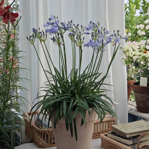 蓝色百子莲盆栽花园庭院夏季好养