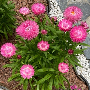 麦秆菊盆栽蜡菊花苗带花苞阳台庭院耐寒好养多年生宿根植物雏菊花