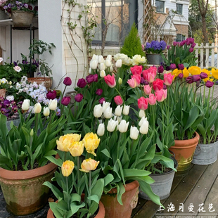 进口郁金香花苗盆栽带发苞耐寒庭院阳台观花成品花卉四季 种植好养