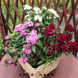 绣球石竹霹雳石竹花盆栽四季花卉庭院地被植物花期久耐寒锦团石竹