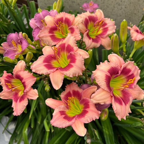 大花萱草草莓糖盆栽春夏开花