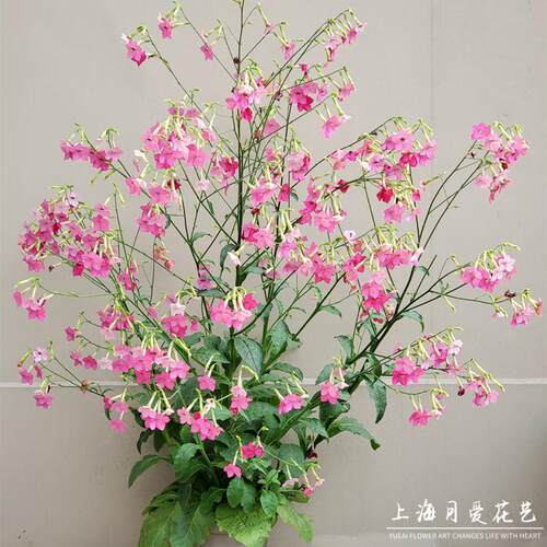 花烟草庭院多年生高杆开花线性