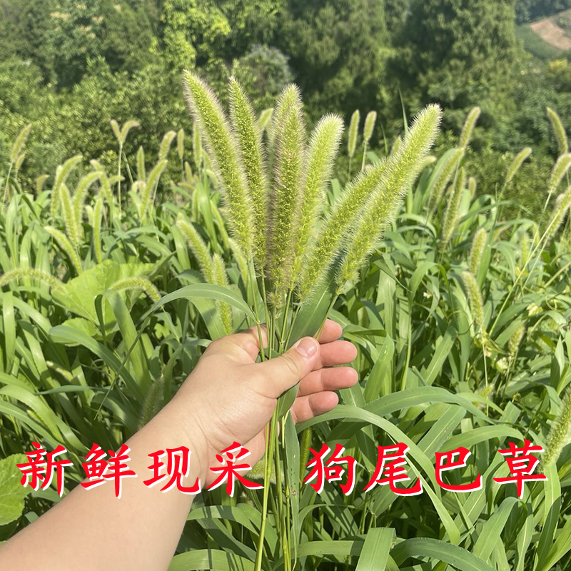 现摘现发新鲜狗尾巴草500g包邮