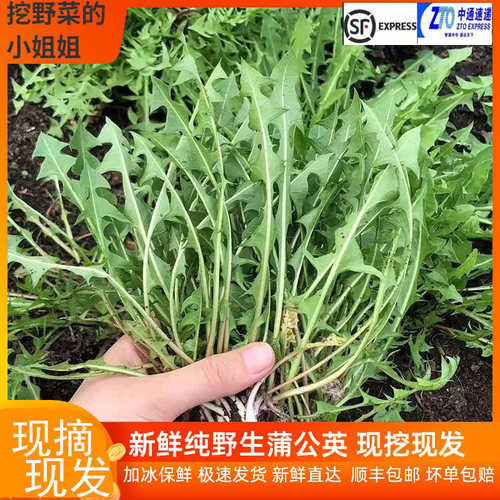 农家现挖蒲公英带根婆婆丁5斤装