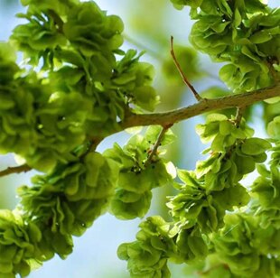 榆钱新鲜榆钱农家人工采摘现摘现发榆钱串子儿时野菜榆钱顺丰包邮