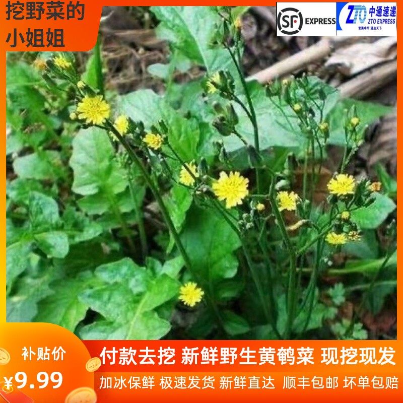 秒杀特惠黄鹌菜黄花菜现挖现发还阳草中药材山荠菜土荠菜顺丰包邮