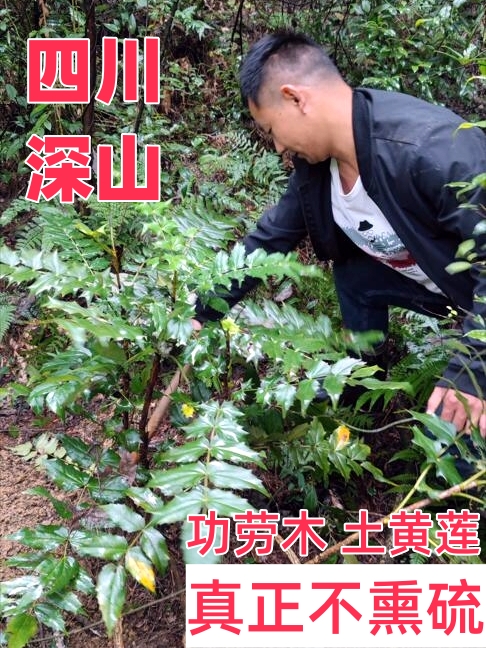 四川野外十大功劳刺黄连柏中药材