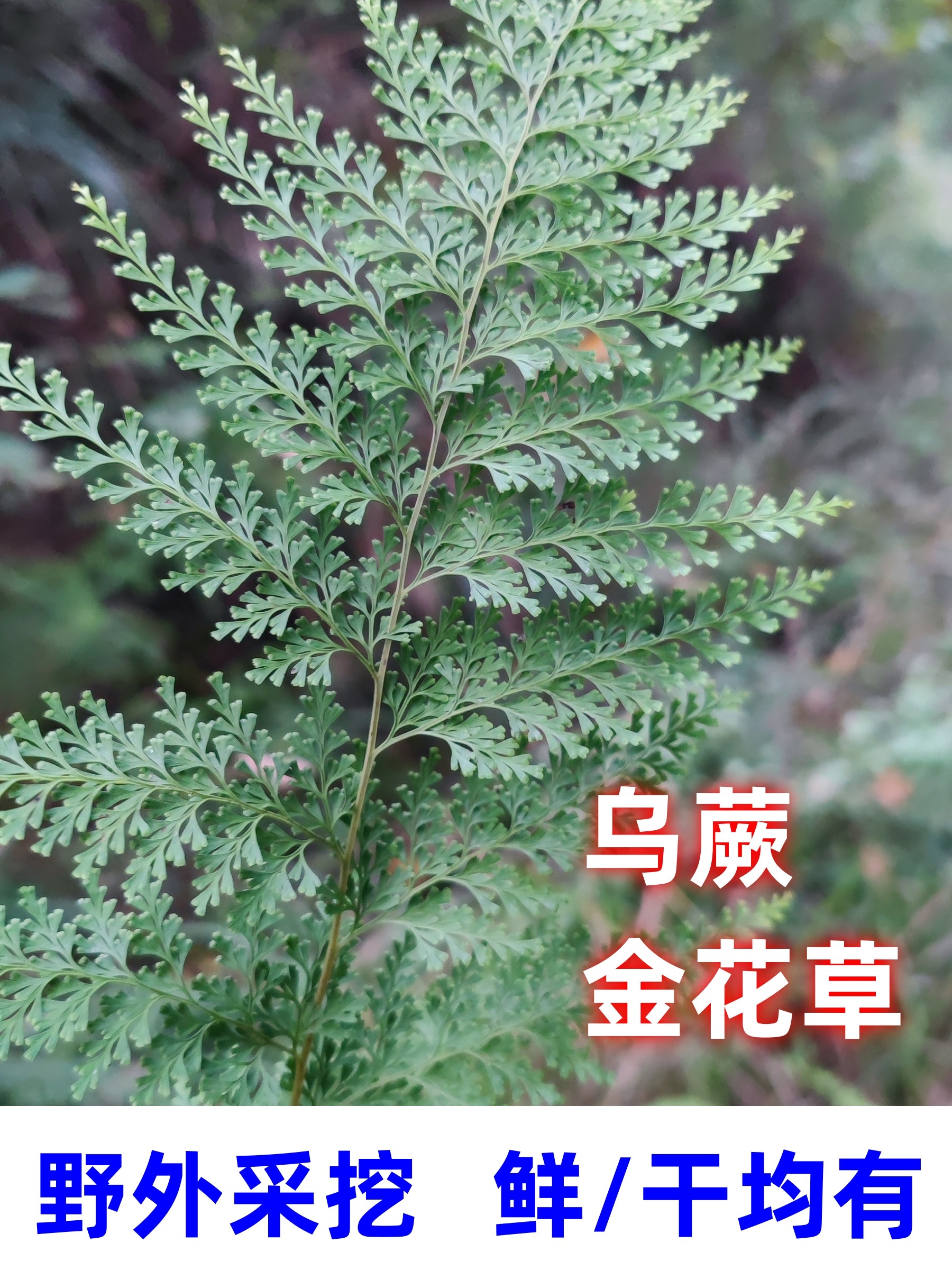 四川野外原生乌蕨草金花草乌韭小叶野鸡尾草细叶凤凰草鲜干中药材