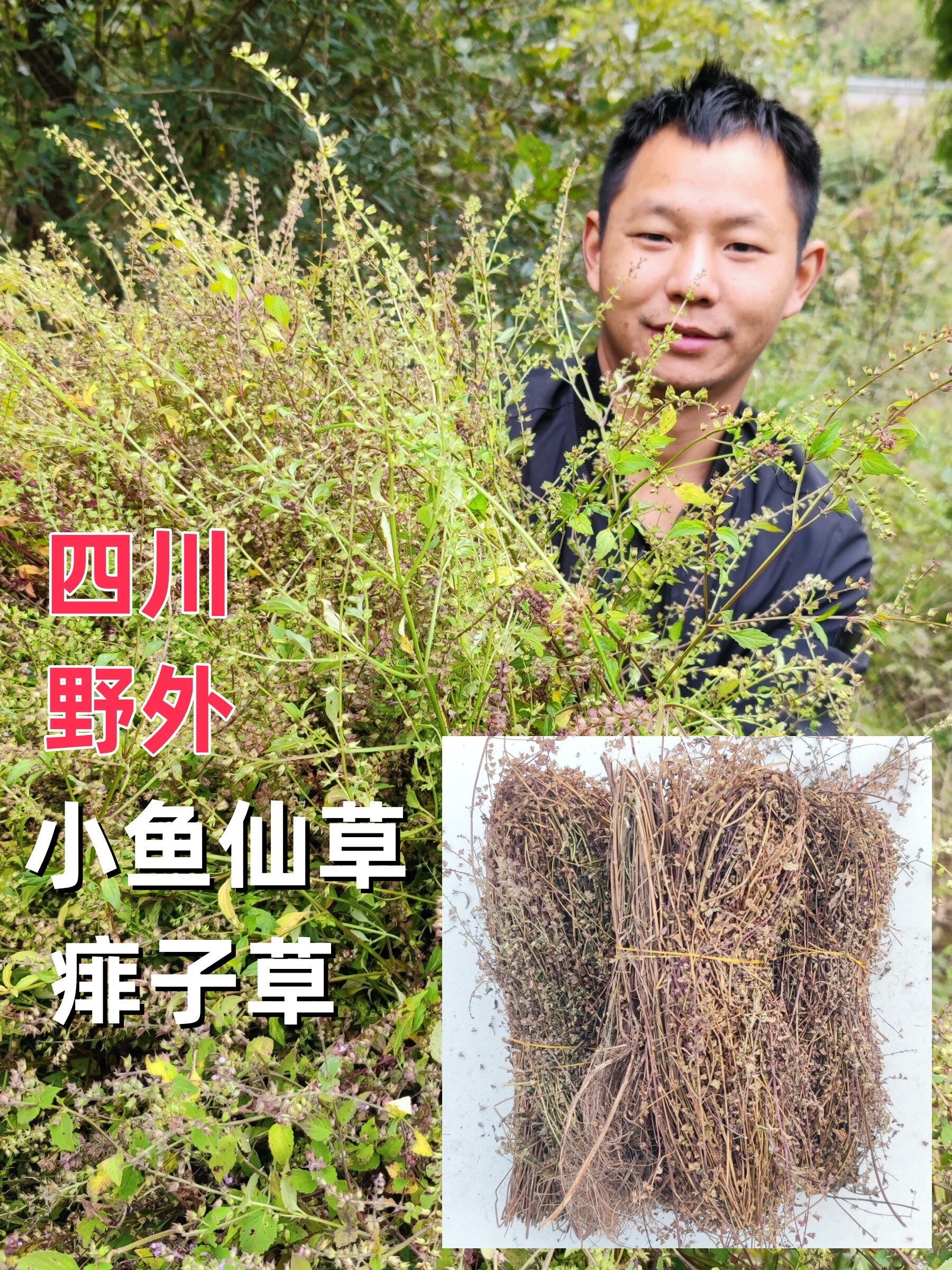 四川野外原生小鱼仙草热痱草香花草痱子草土荆芥石荠宁草药中药材