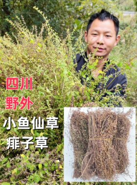 四川野外小鱼仙痱子草香花草草药
