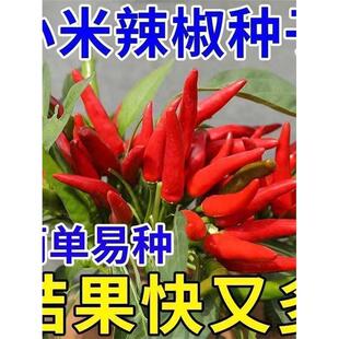 特辣朝天椒小米辣辣椒种子超辣四季高产南北方农家蔬菜种籽正宗的