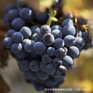 夏黑葡萄种子盆栽果树种子葡萄籽阳台水果结果葡萄种提子批发种子