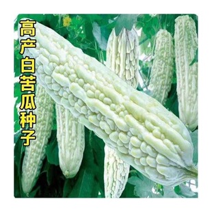 白苦瓜种籽大长白苦瓜种子早熟中熟特大四季 播种菜子 蔬菜春天四季