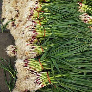 三茬连续均可种植蒜苗韭菜花 红头香蒜红头蒜厂家批发一年四季