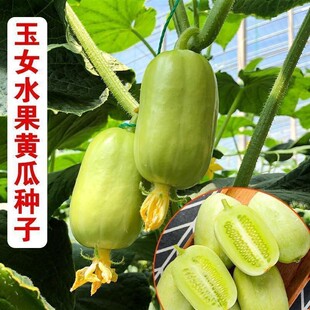 迷你小黄瓜种子金童玉女水果黄瓜种籽春夏季 阳台盆栽蔬菜种孑 四季