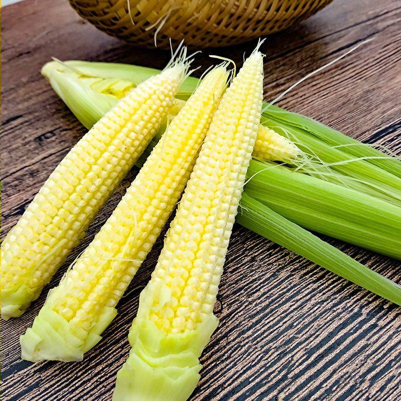 甜玉米笋种子 小玉米芯仔种籽特色蔬菜迷你玉米笋水果玉米