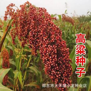 老品种红高粱种子 糯高粱种子扫帚高粱种子高产抗旱高粱种子