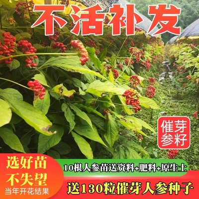 人参种子山参种子西洋参林下参苗