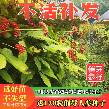 东北长白山脉人参种子 山参种子 西洋参林下参种子人参苗催芽包邮