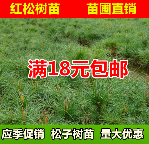 松子树五针松红松树苗 坚果 结果松树苗 果松苗 绿化四季常青苗木