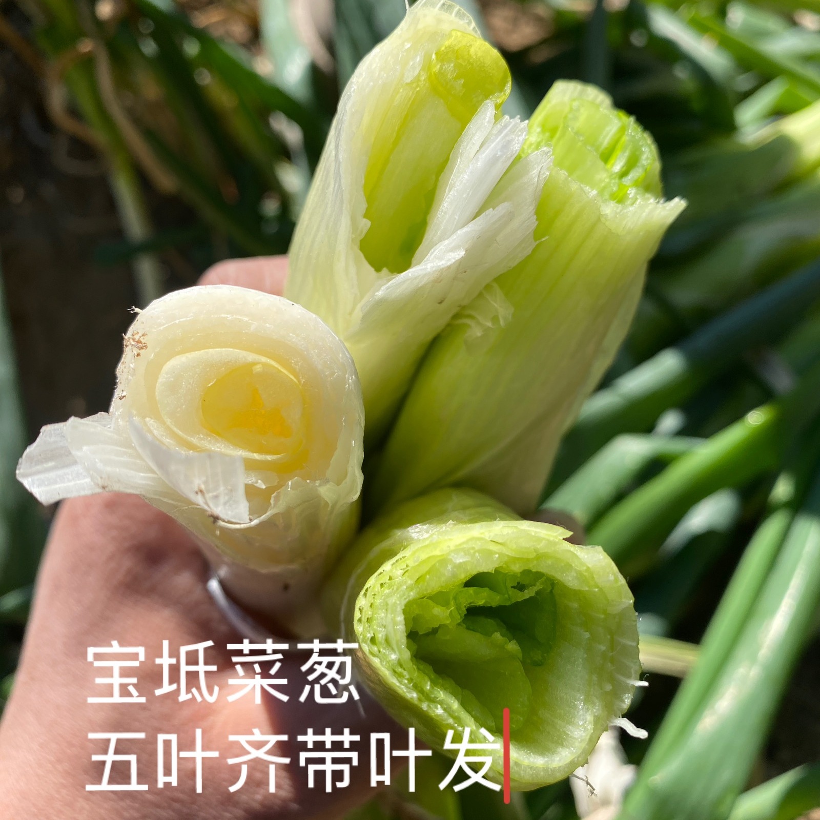 天津宝坻大葱宝坻菜葱五叶齐大葱现挖天津宝坻三辣