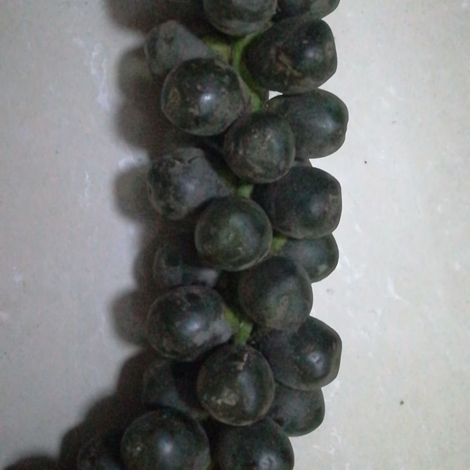 真空包装新鲜越南 刺虎追风果现摘外用 送鸡血藤红花伸筋草外用