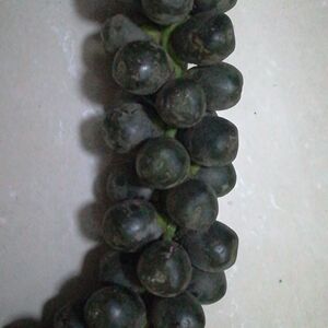 真空包装新鲜越南 刺虎追风果现摘外用 送鸡血藤红花伸筋草外用