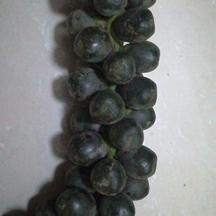 真空包装新鲜越南 刺虎追风果现摘外用 送鸡血藤红花伸筋草外用