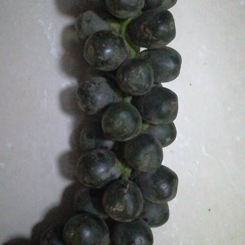 真空包装新鲜越南 刺虎追风果现摘外用 送鸡血藤红花伸筋草外用