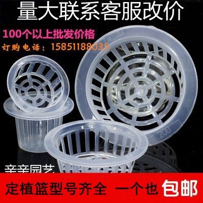 水培植物玻璃花瓶圆形绿萝固定器