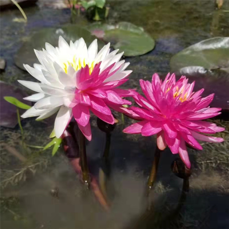 睡莲种苗耐寒庭院睡莲赏馨莲苑