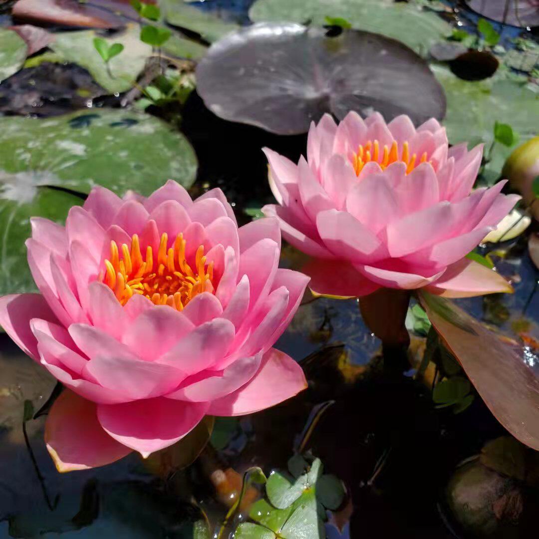 馨莲苑   正品睡莲基地直销耐寒品种粉黛睡莲苗四季花卉水生植物