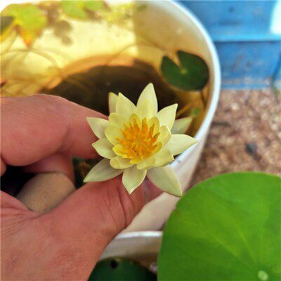 迷你睡莲微型丰花鱼缸造景