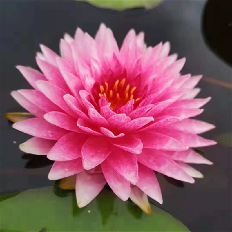 耐寒睡莲室外睡莲赏馨莲苑