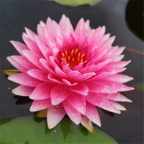 耐寒睡莲室外睡莲赏馨莲苑