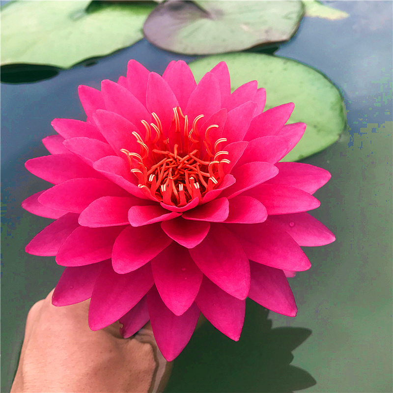 山梅耐寒睡莲粉色多瓣大花室外