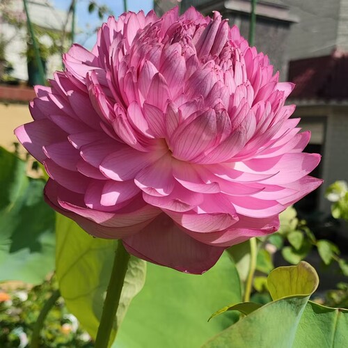 大型重瓣荷花碗莲盆栽水养种藕碗莲水培植物观赏种根苗睡莲花卉