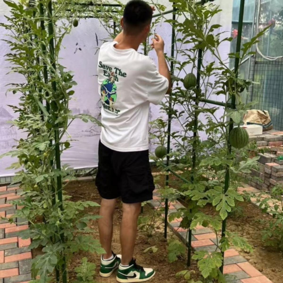 爬藤架葡萄黄瓜豆角架种菜花支架庭院园艺花卉植物支撑杆西红柿架