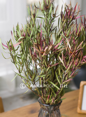 进口干花花束木百合天然紫绿色家居软装插花配花装饰花细叶木百合