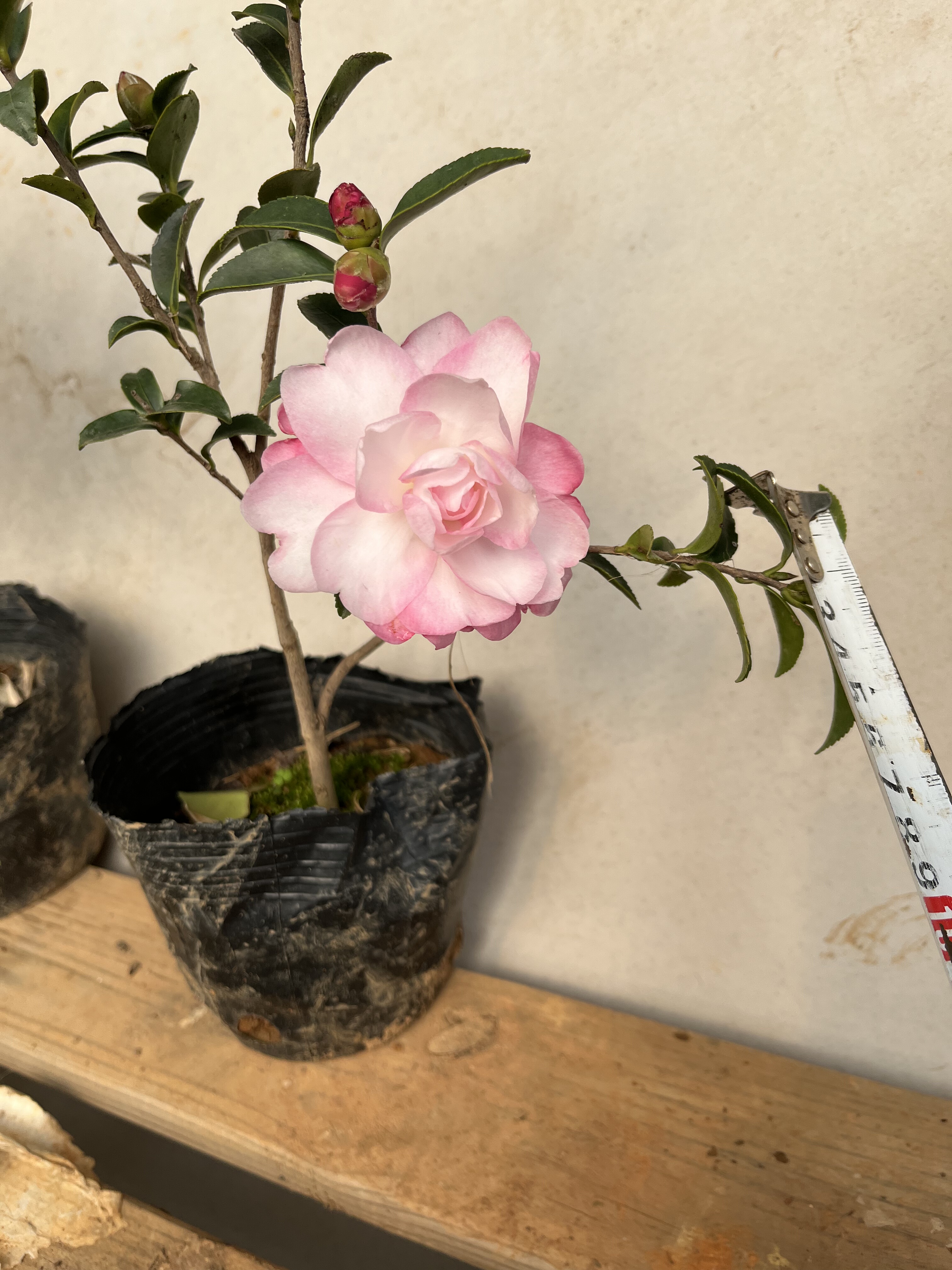 英八茶梅富士之峰名贵重瓣山茶花树苗绿植物四季绿户外庭院茶梅球