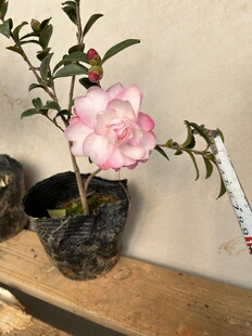 英八茶梅富士之峰名贵重瓣山茶花树苗绿植物四季绿户外庭院茶梅球