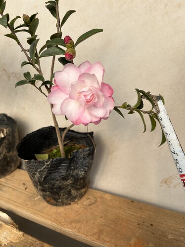 英八茶梅富士之峰名贵重瓣山茶花树苗绿植物四季绿户外庭院茶梅球
