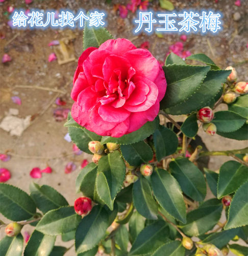 茶梅苗茶梅花苗丹玉茶梅 茶花茶梅盆栽 茶梅苗盆栽 丹玉茶梅盆栽