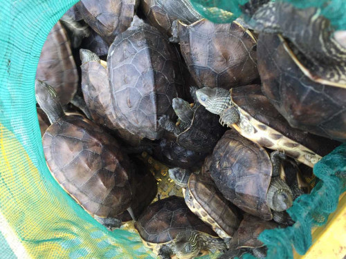 2015年花杂草龟 杂交龟 珍珠龟杂草 绿线草杂 母 亚成录