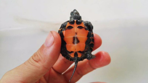 2017年三代黑杂草龟杂黑苗黑杂水龟超红 观赏龟宠物玩具龟 活体