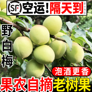 高山野生吃小白梅正宗新鲜青梅果现摘鲜果泡酒专用酸梅子诏安水果